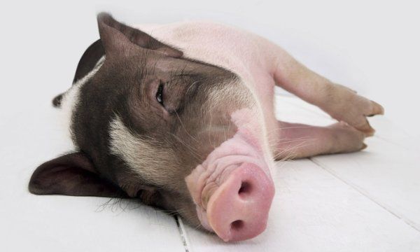 梦见好多猪吃人是什么意思,梦到猪是什么意思图5