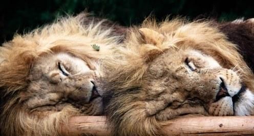 狮子男什么情况会睡你,狮子男整天就要睡你图2