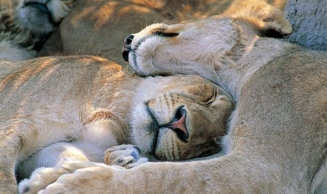 狮子男什么情况会睡你,狮子男整天就要睡你图3