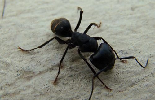 女人梦见黑蚂蚁,女人梦见黑蚂蚁成群爬上身图1