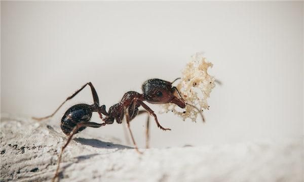 女人梦见黑蚂蚁,女人梦见黑蚂蚁成群爬上身图6