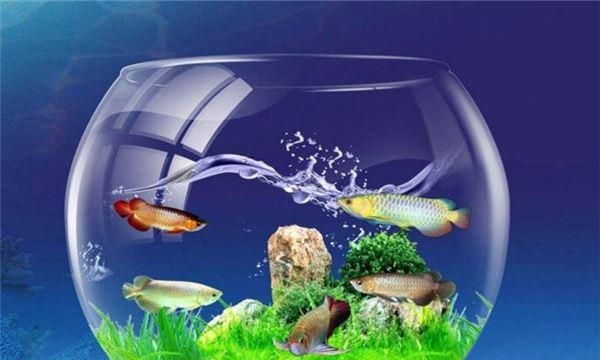 梦见在鱼缸里洗手,梦见洗鱼缸洗不干净图3